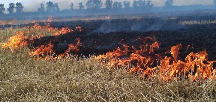 пожар горит трава