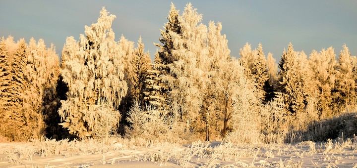 снежные деревья, фото Вадима Баталова