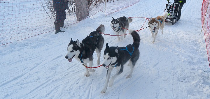 хаски